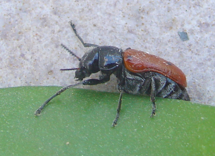 Clytra quadripunctata